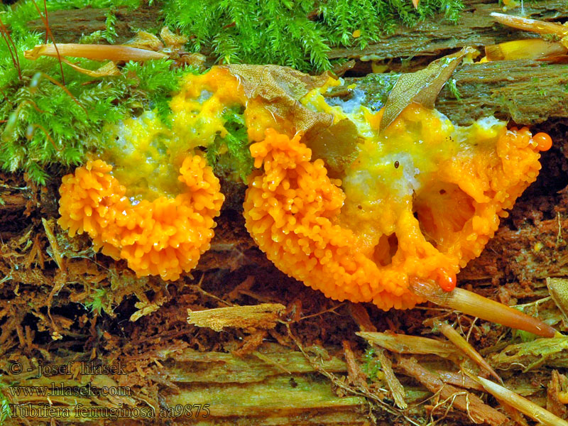 Zlepniczek walcowaty Тубифера ржавая Rossig buiskussen Raspberry slime mold Jahodník sasankovitý Tubifera ferruginosa