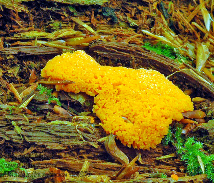 Zlepníček jahodovitý Rourkovka rezavá Lachsfarbene Schleimpilz Tubifera ferruginosa