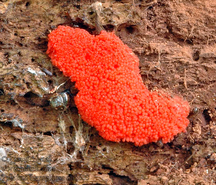 Tubifera ferruginosa Тубифера ржавая Rossig buiskussen Raspberry slime mold Jahodník sasankovitý