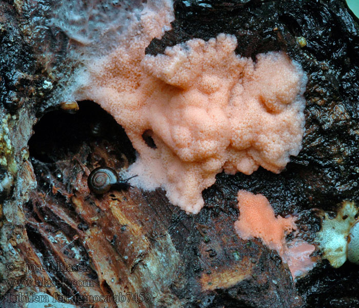 Tubifera ferruginosa Lachsfarbene Schleimpilz Zlepniczek walcowaty