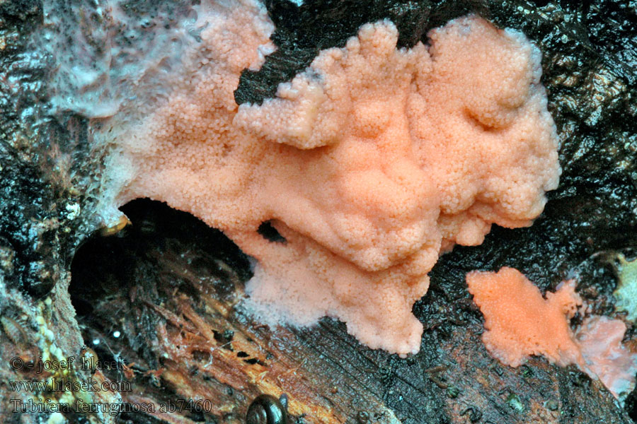 Tubifera ferruginosa Zlepníček jahodovitý Rourkovka rezavá