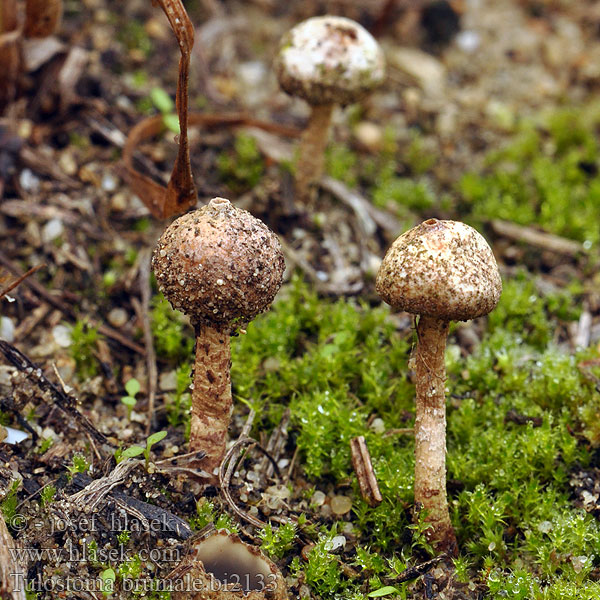 Tulostoma brumale Lycoperdon mammosum Winter stalkball Palečka zimní Tulostoma invierno Berłóweczka zimowa Тулостома зимняя Tulostome brumes 柄灰锤 Vinter-Stilkbovist Hiline luiteseen Zimska pušnica Öves nyelespöfeteg Stopkovec zimný ケシボウズタケ Žieminis vertinis Ziemas kātpūpēdis Gesteelde stuifbal Grann styltesopp Stjälkröksvamp Zimski puhar Hiekkajalkakuukunen