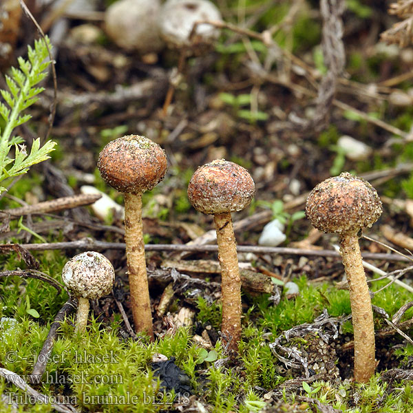 Tulostoma brumale bi2248