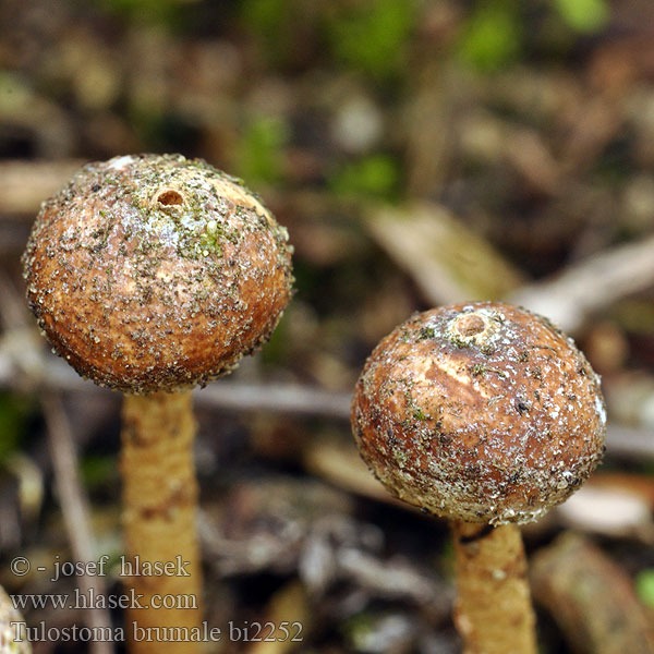 Tulostoma brumale bi2252