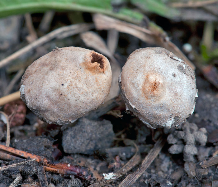 Tulostoma cyclophorum