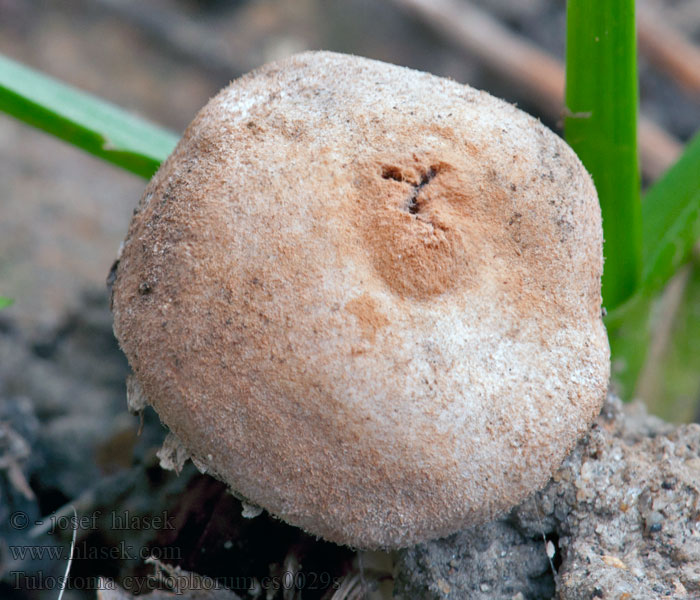 Tulostoma cyclophorum