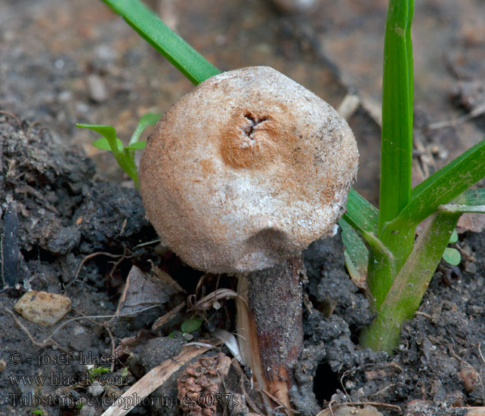 Tulostoma cyclophorum