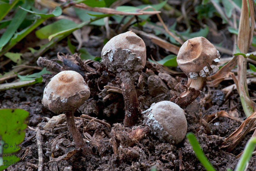 Tulostoma cyclophorum