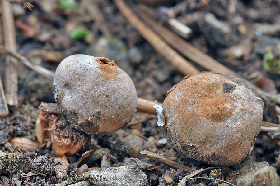 Tulostoma cyclophorum