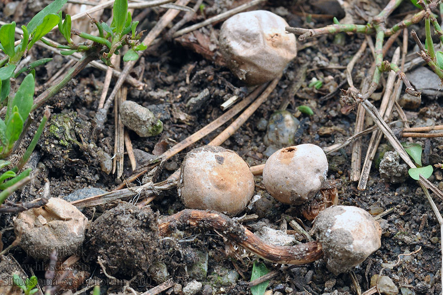 Tulostoma cyclophorum