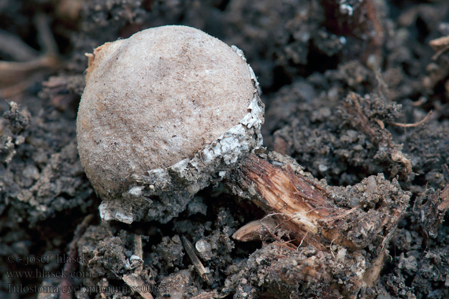 Tulostoma cyclophorum