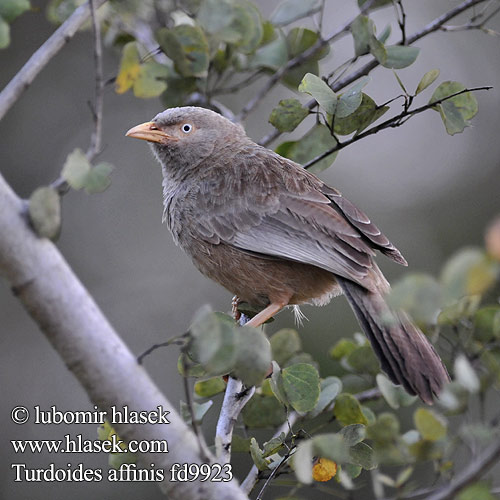 Turdoides affinis Yellow-billed Babbler Timálie žlutozobá Gelbschnabeldrossling Turdoide Piquigualdo Cratérope affin Garrulo testabianca キバシヤブチメドリ Geelsnavelbabbelaar Tymal zóltodzioby