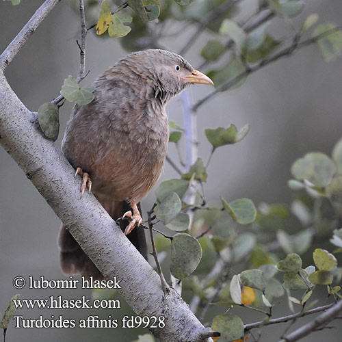 Gelbschnabeldrossling Turdoide Piquigualdo Cratérope affin Garrulo testabianca キバシヤブチメドリ Geelsnavelbabbelaar Tymal zóltodzioby Turdoides affinis Yellow-billed Babbler Timálie žlutozobá