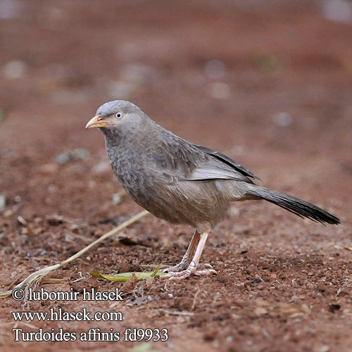 Garrulo testabianca キバシヤブチメドリ Geelsnavelbabbelaar Tymal zóltodzioby Turdoides affinis Yellow-billed Babbler Timálie žlutozobá Gelbschnabeldrossling Turdoide Piquigualdo Cratérope affin