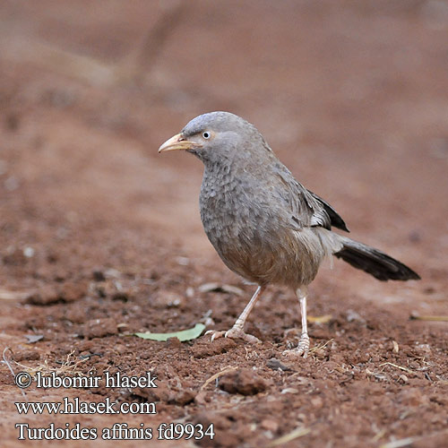 Tymal zóltodzioby Turdoides affinis Yellow-billed Babbler Timálie žlutozobá Gelbschnabeldrossling Turdoide Piquigualdo Cratérope affin Garrulo testabianca キバシヤブチメドリ Geelsnavelbabbelaar