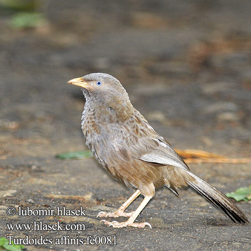 Yellow-billed Babbler Timálie žlutozobá Gelbschnabeldrossling Turdoide Piquigualdo Cratérope affin Garrulo testabianca キバシヤブチメドリ Geelsnavelbabbelaar Tymal zóltodzioby Turdoides affinis