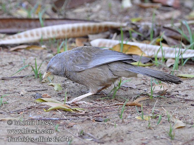 Turdoide Piquigualdo Cratérope affin Garrulo testabianca キバシヤブチメドリ Geelsnavelbabbelaar Tymal zóltodzioby Turdoides affinis Yellow-billed Babbler Timálie žlutozobá Gelbschnabeldrossling