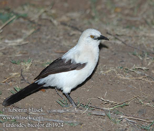 Timálie stračí Witkatlagter Letsheganoga Болотный валлаби Turdoides bicolor Southern pied babbler Sorthvid Larmdrossel Pulmustimali Craterope bicolore Eksterbabbelaar Garrulo bicolore Elsterdrossling Drozdak biały