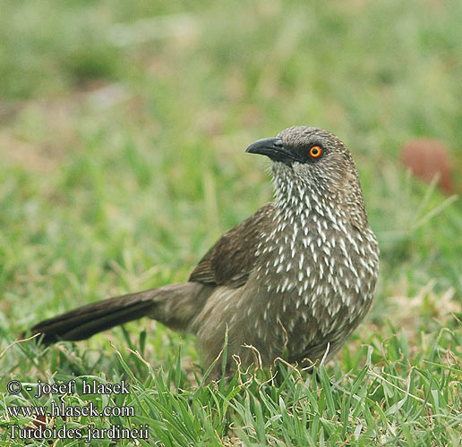 Turdoides jardineii Arrow-marked Arrowmarked Babbler Plettet Larmdrossel Nuolitimali