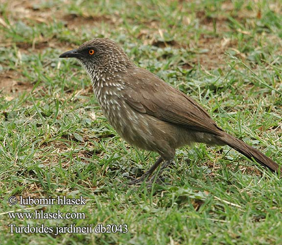 Cratérope fléché Pijlpuntbabbelaar Garrulo lanceolato Braundrossling