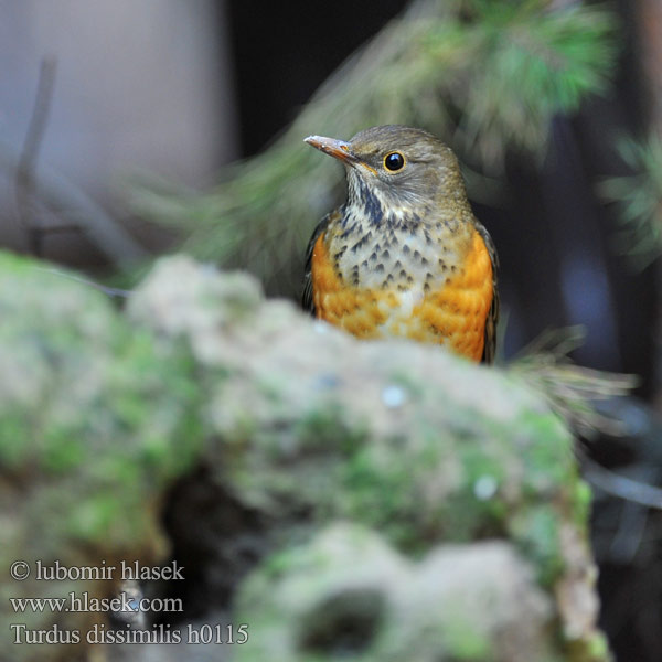 Turdus dissimilis Drozd černoprsý Schwarzbrustdrossel Black-breasted Thrush