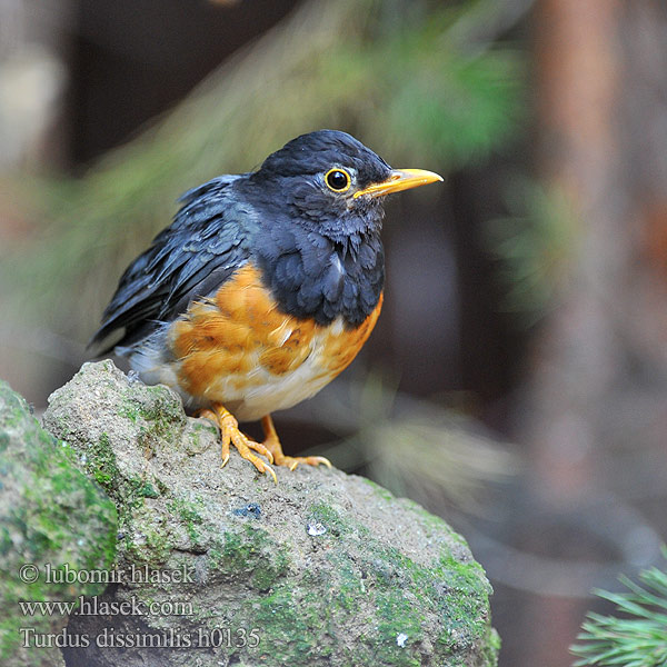 Black-breasted Thrush Zorzal Pechinegro Merle poitrine noire