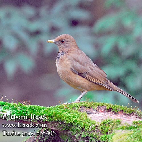 Turdus grayi Clay-colored Thrush Drozd hnědý Gilbdrossel Lerdrossel