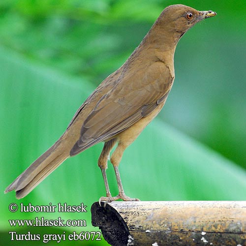 Turdus grayi eb6072