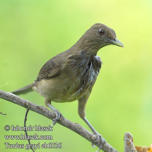 Turdus grayi eb6536