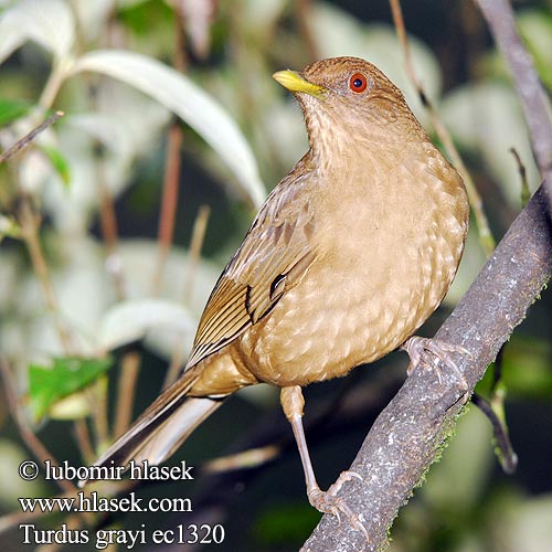 Leirtrost Drozd Grayov Turdus grayi Clay-colored Thrush Drozd hnědý