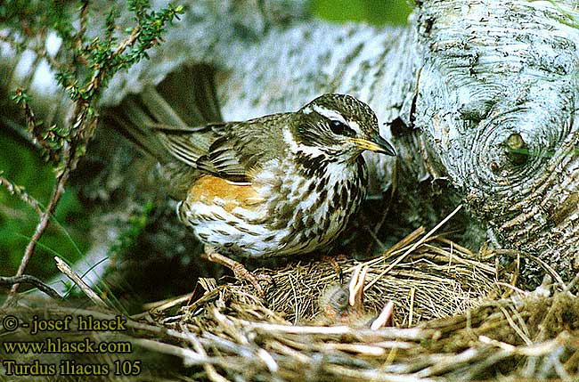 Turdus iliacus Redwing Rotdrossel Grive mauvis Zorzal Allirojo