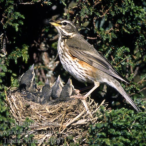 Turdus iliacus 11967