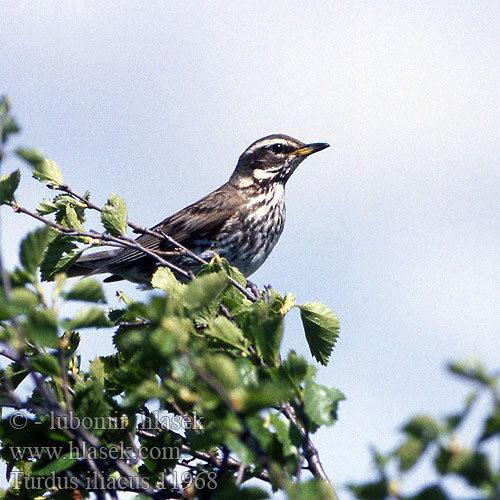 Drozd červenkavý Plukškis Vainurästas Redwing Rotdrossel