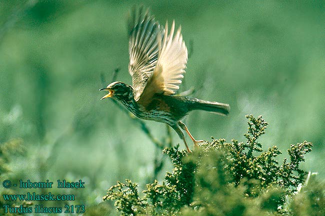 Turdus iliacus קכלי לבן גבה Droździk Szolorigó