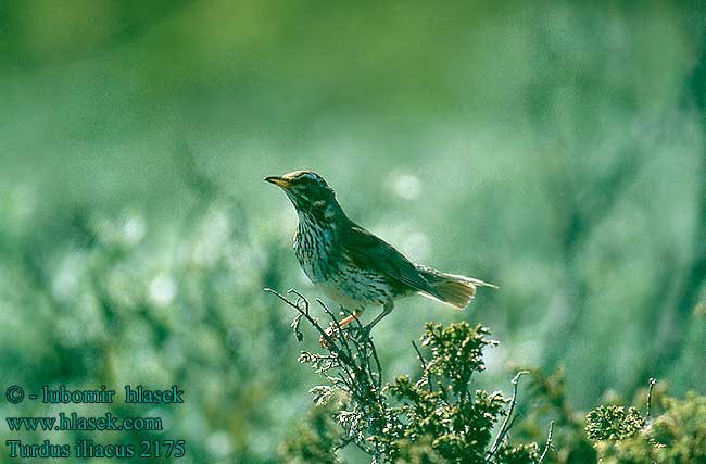 Turdus iliacus Drozd cvrčala Vindrossel Koperwiek Punakylkirastas