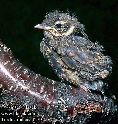 Turdus iliacus 白眉歌鸫 Белобровик ワキアカツグミ