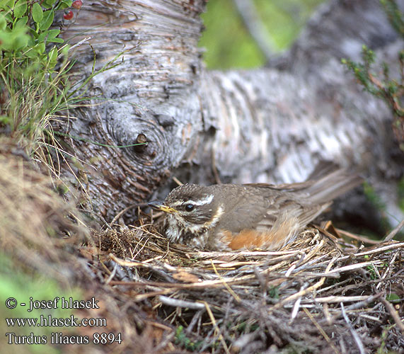 Turdus iliacus Tordo sassello Rødvingetrost Rödvingetrast