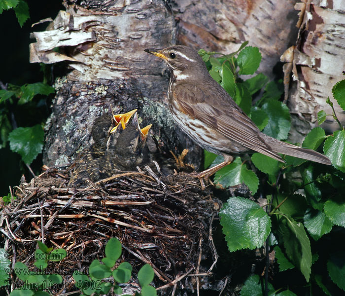 Drozd cvrčala Turdus iliacus Redwing Rotdrossel