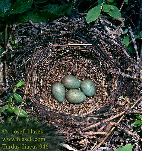 nest eggs Turdus iliacus Redwing Rotdrossel Grive mauvis Zorzal Allirojo