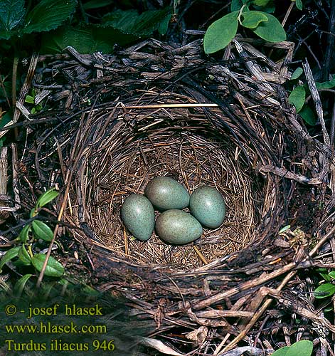 Turdus iliacus 946