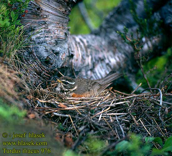 Turdus iliacus Tordo-ruivo-comum Білобровий дрізд