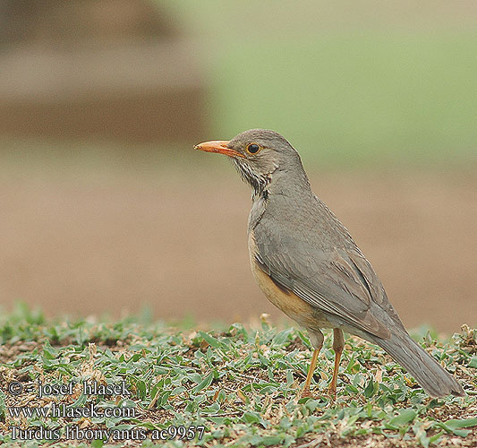 Turdus libonyanus Kurrichane Thrush Hae kuvat Merle Kurritsjaneliester