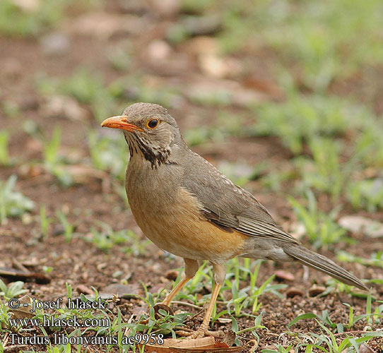 Turdus libonyanus Tordo del Kurrichane Rotschnabeldrosse