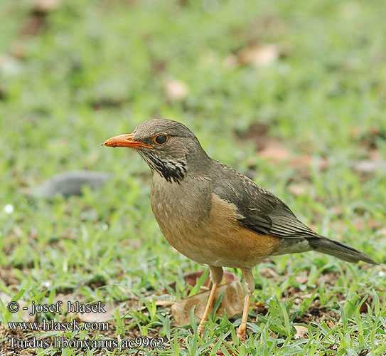 Turdus libonyanus ac9962