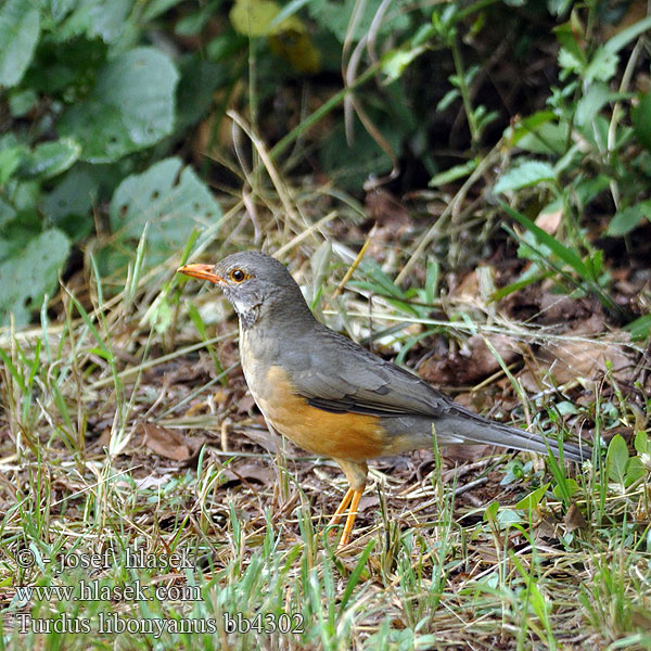 Turdus libonyanus bb4302