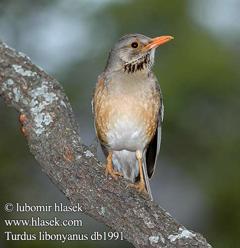 Kurrichane Thrush Hae kuvat Merle kurrichane Kurritsjaneliester