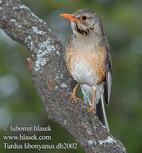 Turdus libonyanus Kurrichane Thrush Hae kuvat Merle Kurritsjaneliester