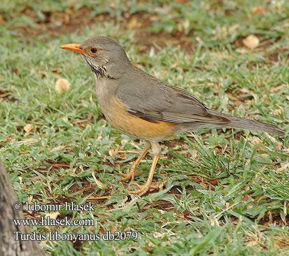 Turdus libonyanus Kurritsjaneliester Tordo Kurrichane