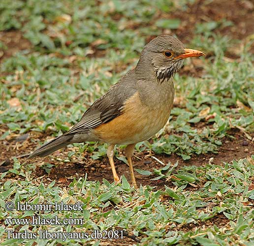 Turdus libonyanus Drozd szaropiersny rudozobý Kurrichanetrast