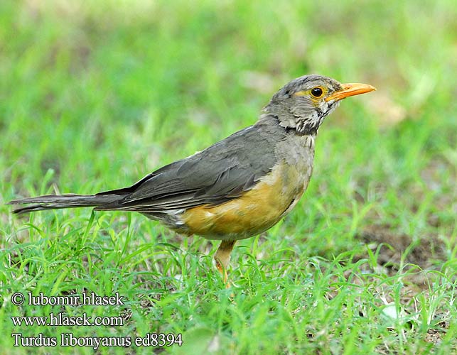 Turdus libonyanus libonyana Kurrichane Thrush Hae kuvat Merle